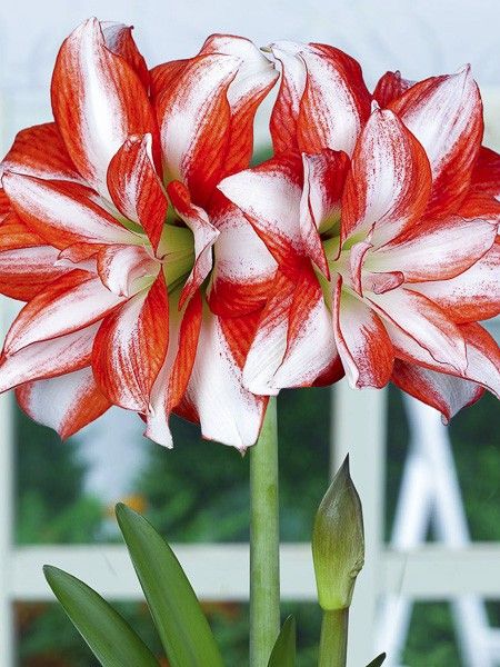 Amaryllis 'Exotic Peacock'