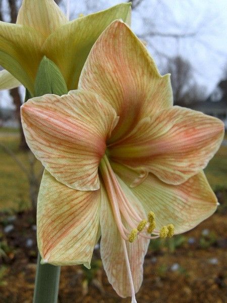 Amaryllis 'Exotica'