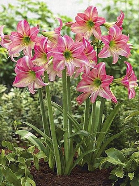 Amaryllis 'Pink Rascal'