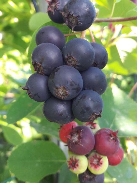 Amélanchier à feuilles d'aulne 'Honeywood'