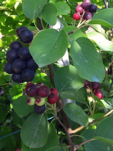 Amelanchier Alnifolia 'Thiessen' - Vente Amelanchier Fruit à Feuilles D'Aulne