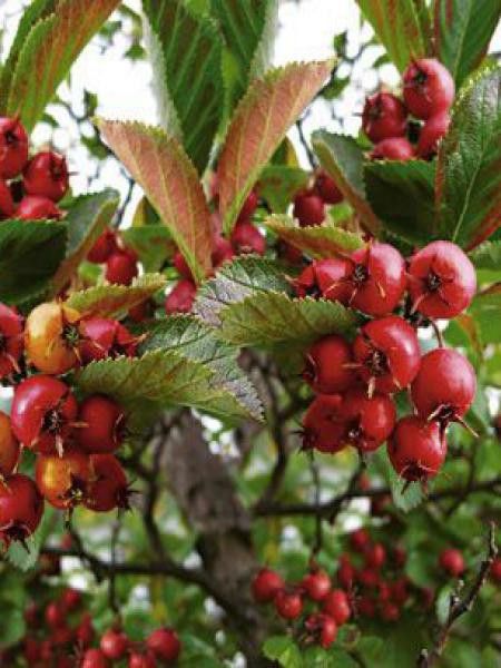 Amélanchier 'Ballerina'