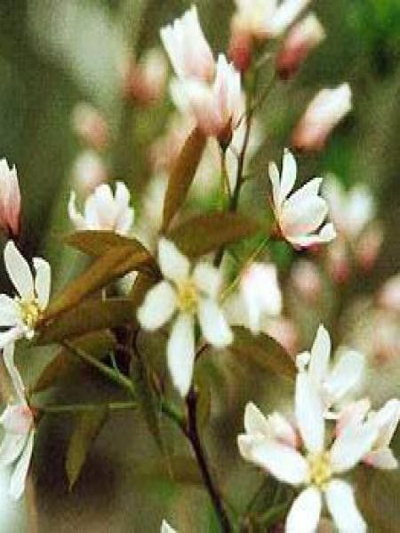 Amélanchier d'Amérique 'Robin Hill'