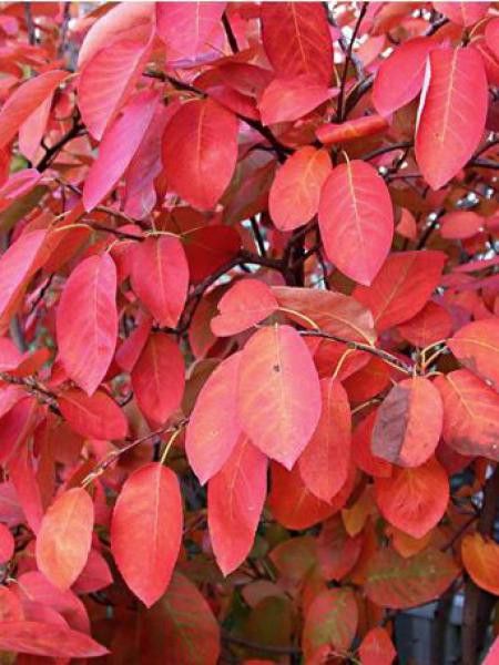 Amélanchier de Lamarck