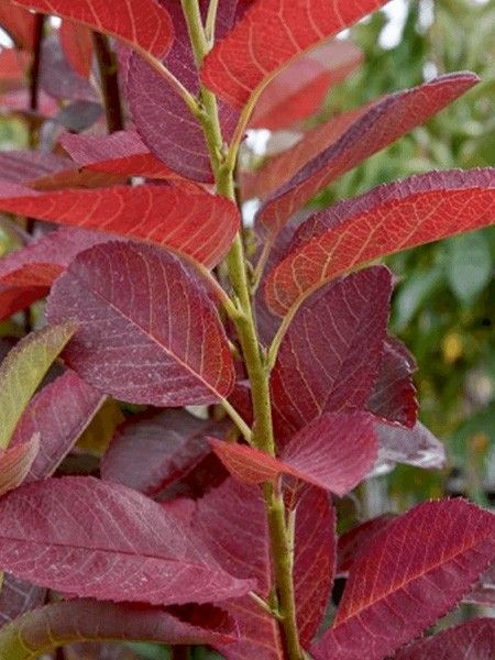Amélanchier 'October Flame'