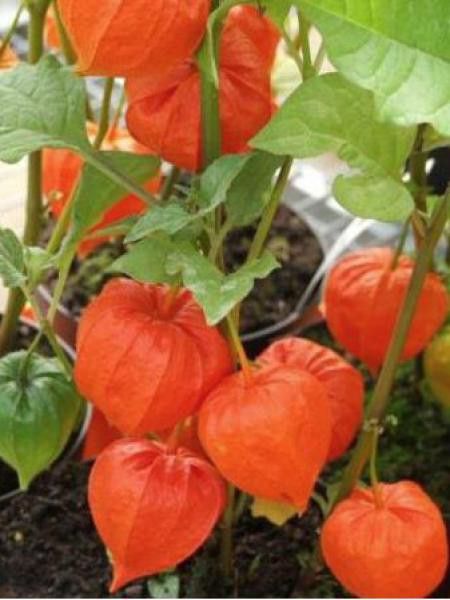 Amour en cage 'Halloween King'®