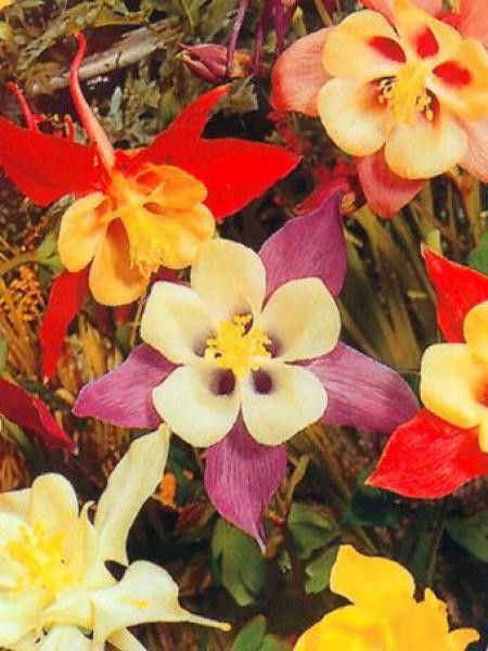 Ancolie 'Biedermeier'