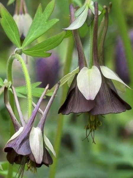Ancolie chocolat 'Chocolate Soldier'