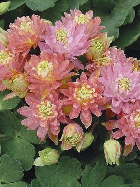 Ancolie 'Clementine Salmon Rose'