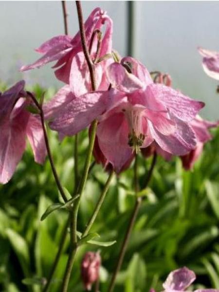 Ancolie des jardins 'Heidi'