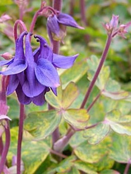 Ancolie des jardins 'Leprechaun Gold'