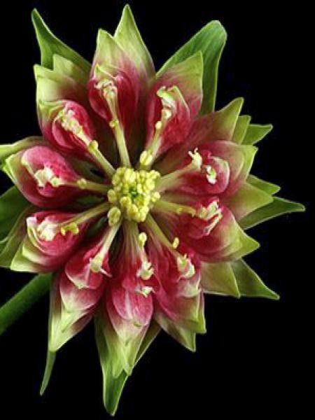 Ancolie des jardins 'Nora Barlow'