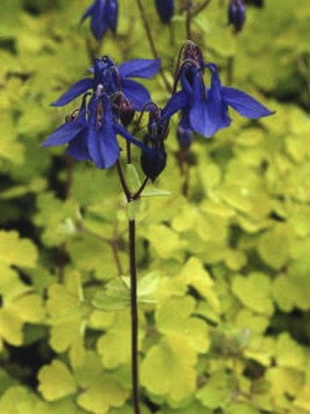 Ancolie des jardins 'Woodside Gold'