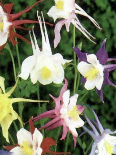 Ancolie 'Dragonfly Hybrids'