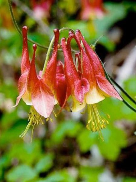 Ancolie du Canada 'Little Lanterns"