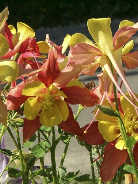 Ancolie 'Firecracker'