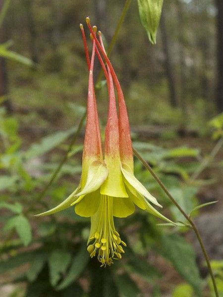 Ancolie skinneri