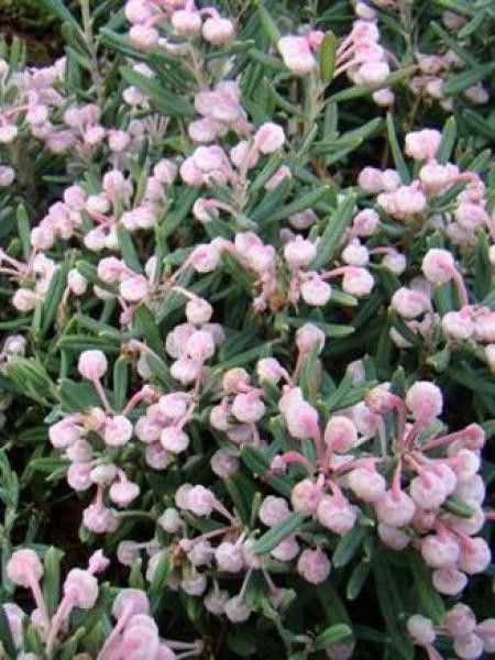Andromède à feuilles de Podium 'Blue Ice'