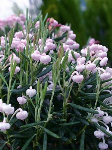 Andromède à feuilles de Podium 'Nikko'
