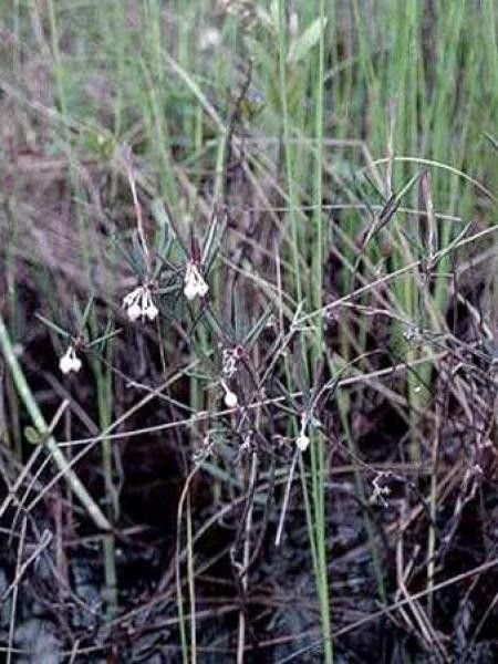 Andromède à feuilles glauques