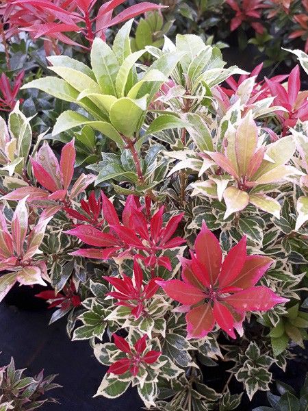 Andromède du Japon 'Carnaval'