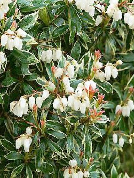 Andromède du Japon 'Little Heath'