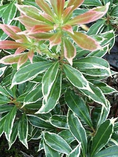 Andromède du Japon 'Variegata'