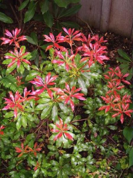 Andromède 'Forest Flame'