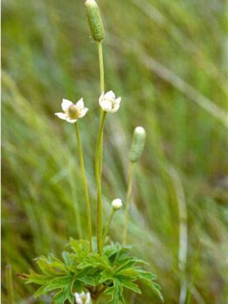 Anémone cylindrique