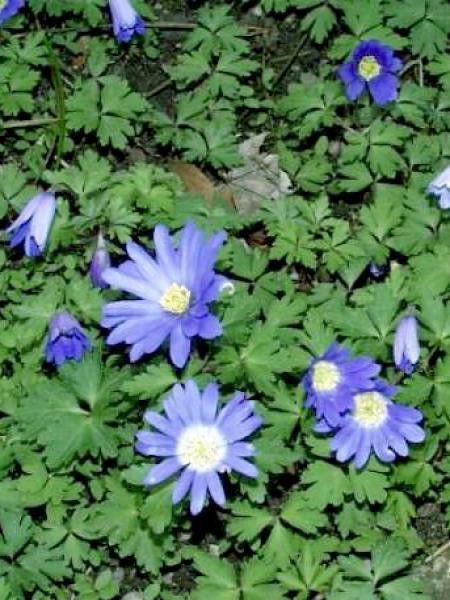 Anémone de Grèce 'Blue Shades'