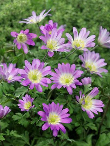 Anémone de Grèce 'Charmer'