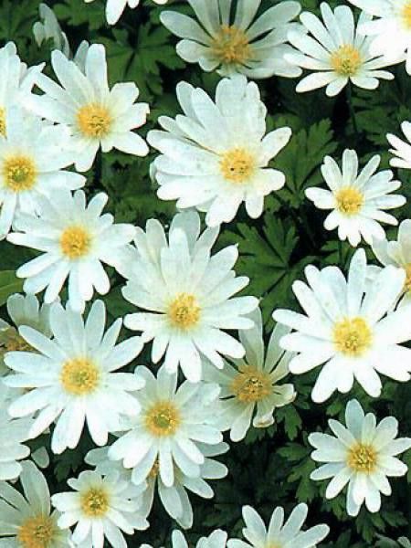 Anémone de Grèce 'White Splendour'