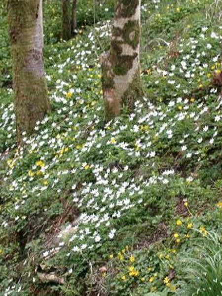 Anémone des bois, Anémone Sylvie