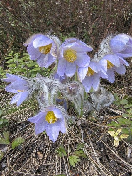 Anémone des prairies
