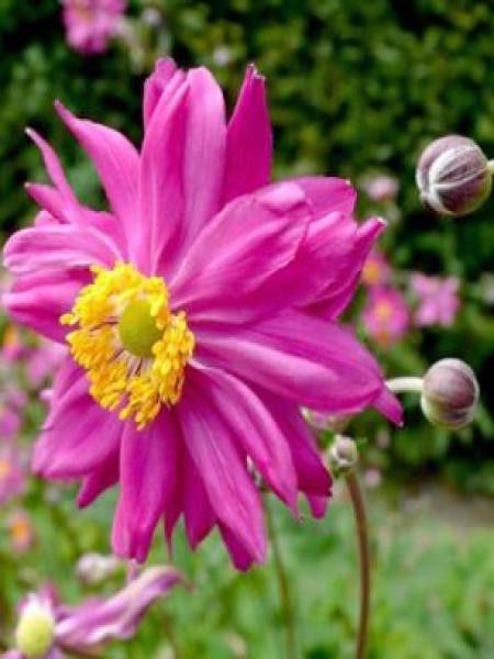 Anémone du Japon 'Bressingham Glow'