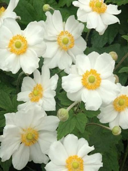 Anémone du Japon 'Coupe d'Argent'