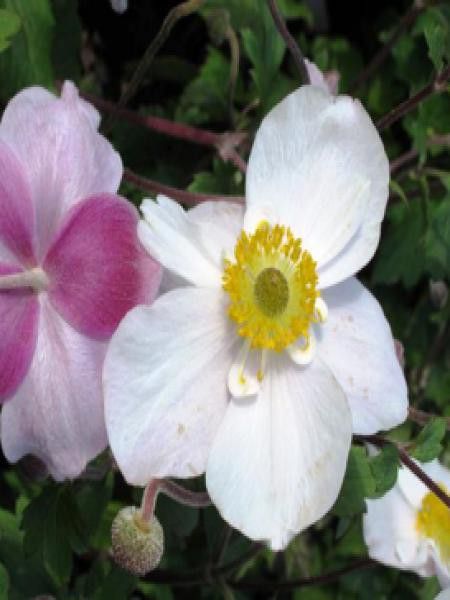 Anémone du Japon 'Dainty swan'