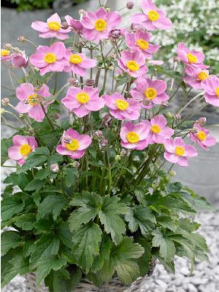 Anémone du Japon 'Fantasy Cinderella'