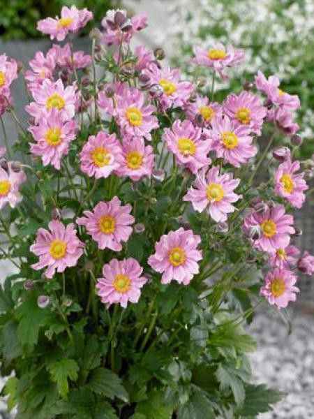 Anémone du Japon 'Fantasy Pocahontas'