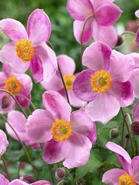 Anémone du Japon 'Little Princess'