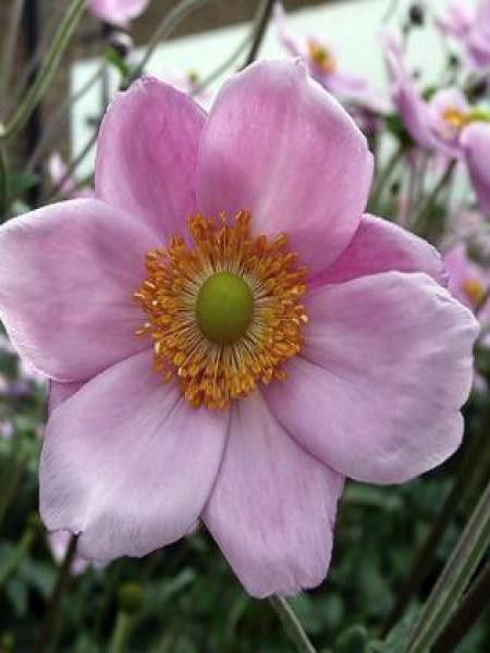 Anémone du Japon 'Lorelei'