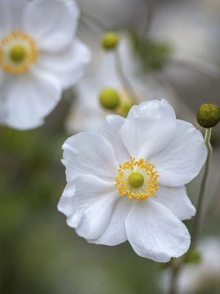 Anémone du Japon 'Pretty Lady Maria'