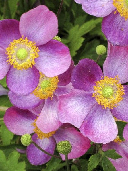 Anémone du Japon 'Pretty Lady Susan'