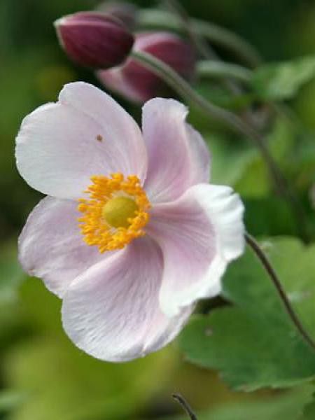 Anémone du Japon 'Richard Ahrens'