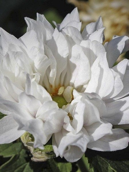 Anémone du Japon 'Tiki Sensation '