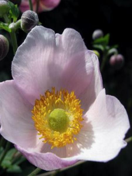 Anémone du Japon tomentosa 'Robustissima'