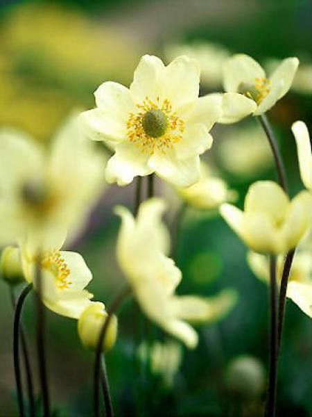 Anémone multifide 'Major'