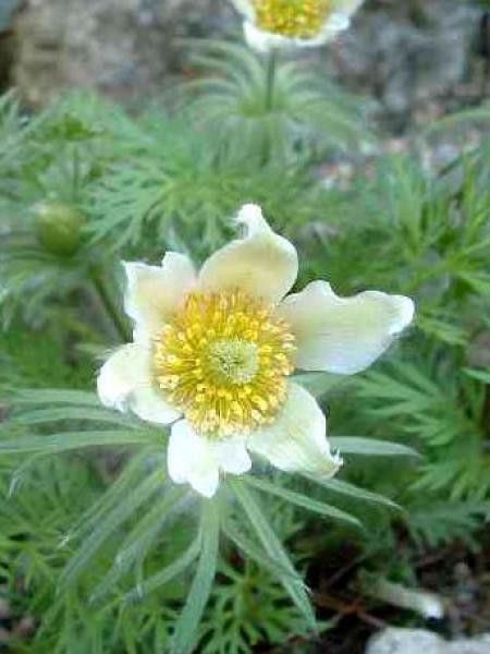 Anémone pulsatile 'Alba'