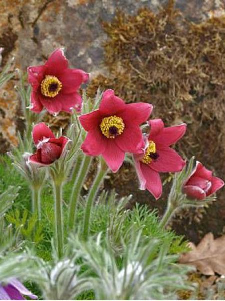 Anémone pulsatile 'Red Cloak'