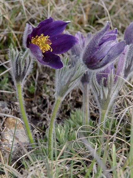 Anémone pulsatile 'Violet'